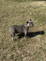 Bella, a female French Bulldog for sale in Cassatt, SC – 3 of 4