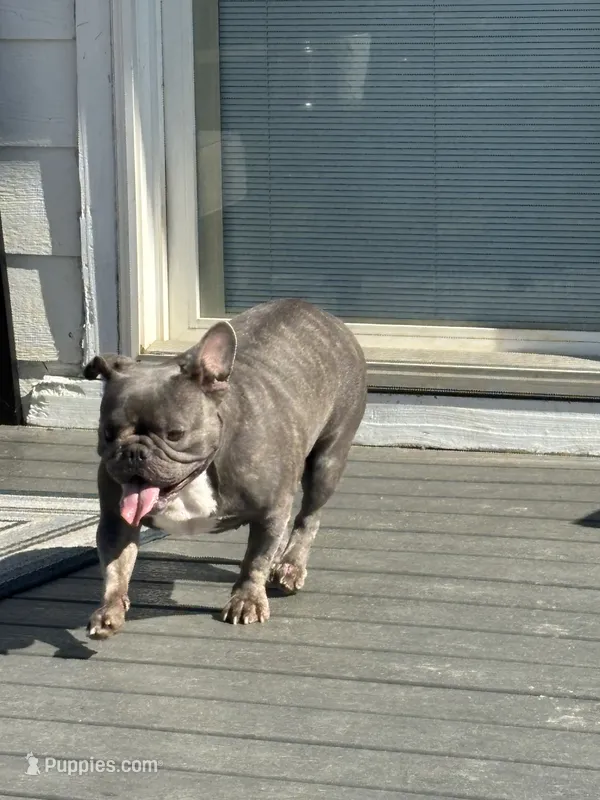 Bella – French Bulldog puppy for sale in Cassatt, SC