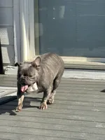 Bella, a female French Bulldog for sale in Cassatt, SC – 1 of 4