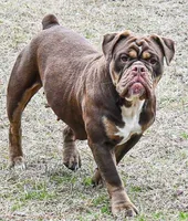 Kat, a female Olde English Bulldogge for sale in Cassatt, SC – 2 of 3