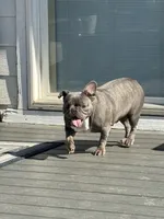 Bella, a female French Bulldog for sale in Cassatt, SC – 2 of 4