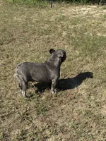 Bella, a female French Bulldog for sale in Cassatt, SC – 4 of 4