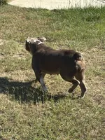 Maggie , a female Olde English Bulldogge for sale in Cassatt, SC – 2 of 5