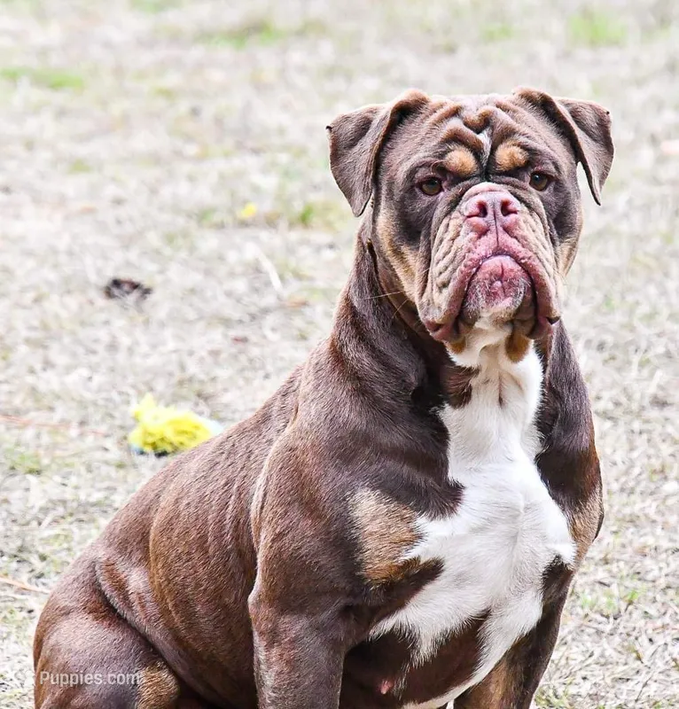 Kat – Olde English Bulldogge puppy for sale in Cassatt, SC