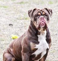 Kat, a female Olde English Bulldogge for sale in Cassatt, SC – 1 of 3