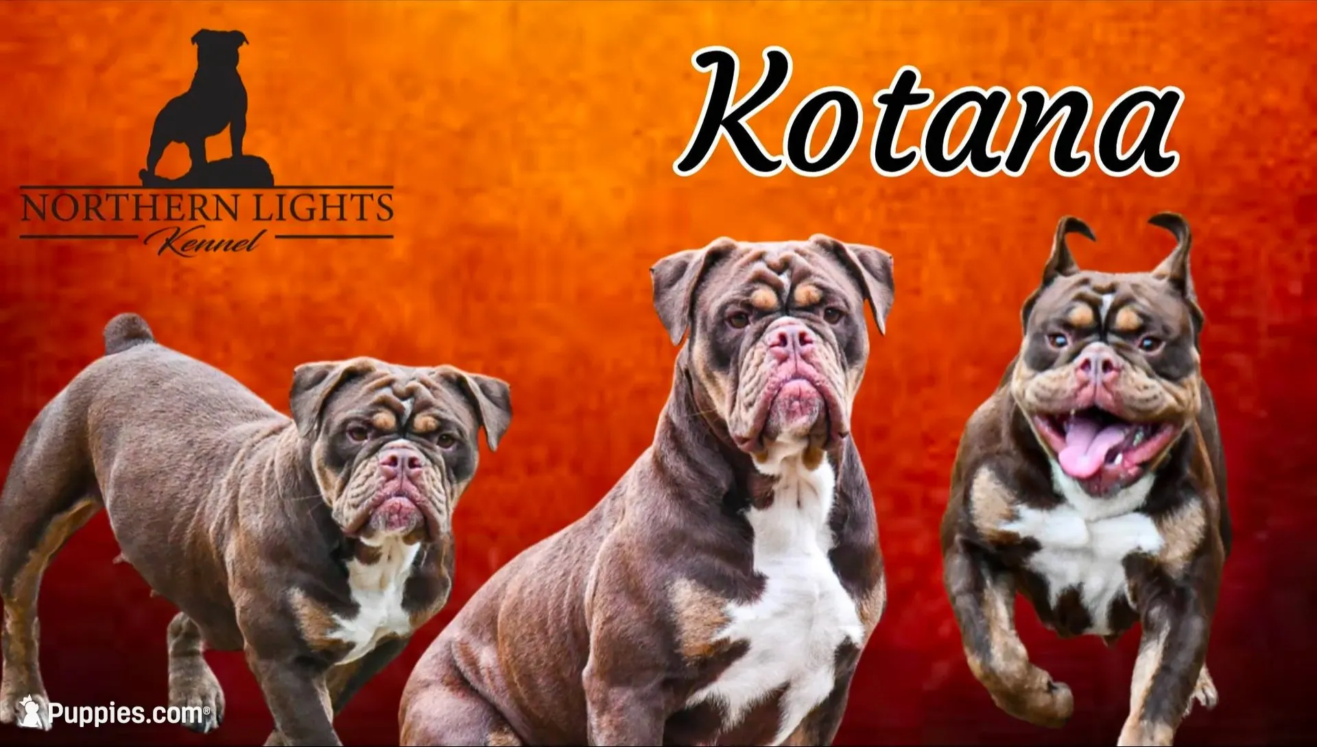 Kat, a female Olde English Bulldogge for sale in Cassatt, SC – 3 of 3