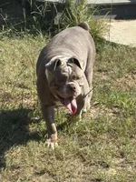 Maggie , a female Olde English Bulldogge for sale in Cassatt, SC – 3 of 5