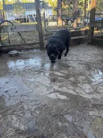 Scooby, a male Olde English Bulldogge for sale in Cassatt, SC – 3 of 3