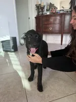 Goldador Puppy , a female Goldador for sale in Miami, FL – 6 of 7