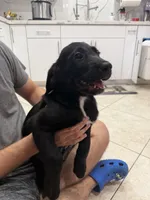 Goldador Puppy Female, a female Goldador for sale in Miami, FL – 2 of 6