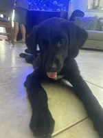 Goldador Puppy Female, a female Goldador for sale in Miami, FL – 5 of 8