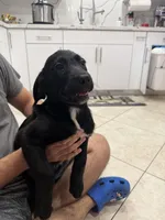 Goldador Puppy Female, a female Goldador for sale in Miami, FL – 4 of 6