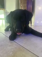 Goldador Puppy , a female Goldador for sale in Miami, FL – 2 of 7