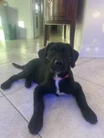 Goldador Puppy Female, a female Goldador for sale in Miami, FL – 4 of 8