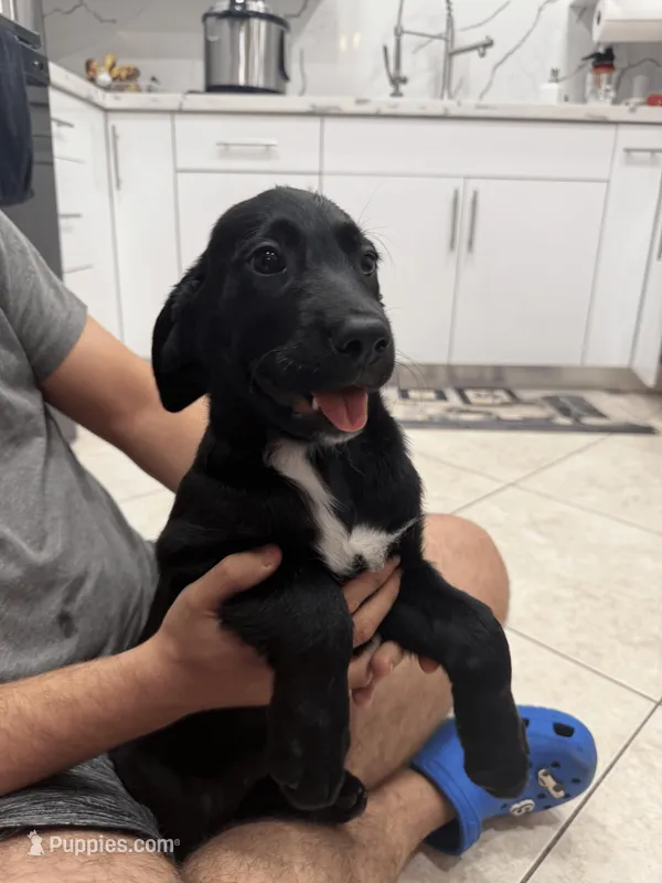 Goldador Puppy Female – Goldador puppy for sale in Miami, FL