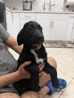 Goldador Puppy Female, a female Goldador for sale in Miami, FL – 1 of 7