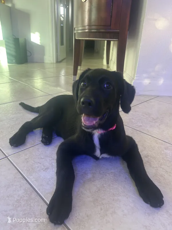 Goldador Puppy  – Goldador puppy for sale in Miami, FL