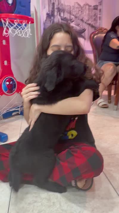 Goldador Puppy, a male Goldador for sale in Miami, FL – 6 of 7