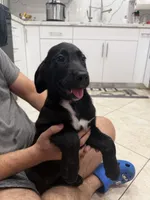 Goldador Puppy Female, a female Goldador for sale in Miami, FL – 3 of 6