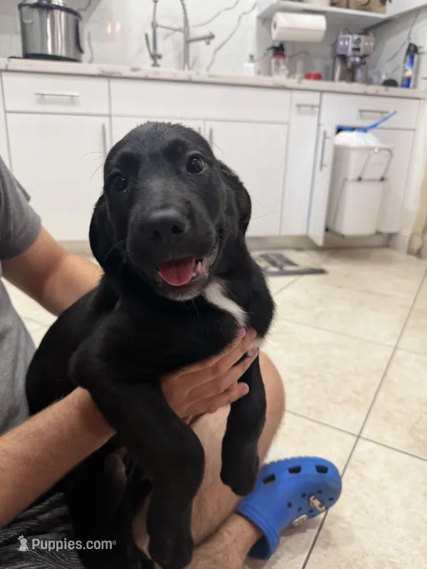 Goldador Puppy Female – Goldador puppy for sale in Miami, FL