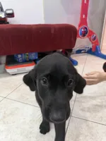 Goldador Puppy Female, a female Goldador for sale in Miami, FL – 2 of 7