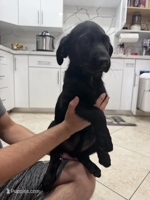 Goldador Puppy Female – Goldador puppy for sale in Miami, FL