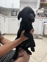Goldador Puppy Female, a female Goldador for sale in Miami, FL – 1 of 7