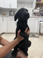 Goldador Puppy Female, a female Goldador for sale in Miami, FL – 5 of 7