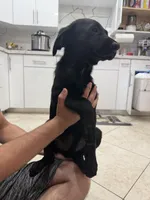 Goldador Puppy Female, a female Goldador for sale in Miami, FL – 4 of 7