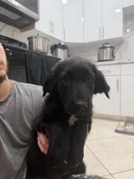 Goldador Puppy, a male Goldador for sale in Miami, FL – 2 of 7
