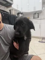 Goldador Puppy, a male Goldador for sale in Miami, FL – 3 of 7