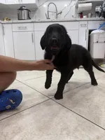 Goldador Puppy, a male Goldador for sale in Miami, FL – 4 of 7