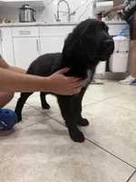Goldador Puppy, a male Goldador for sale in Miami, FL – 5 of 7