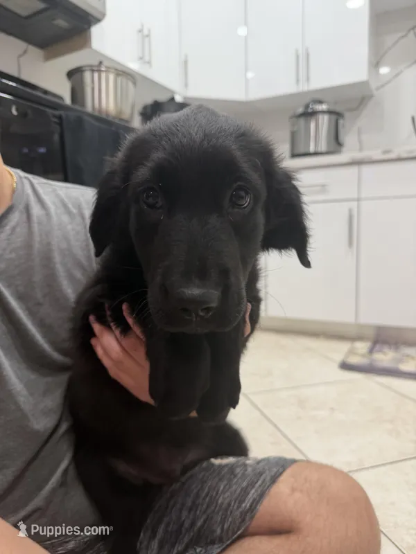 Goldador Puppy – Goldador puppy for sale in Miami, FL