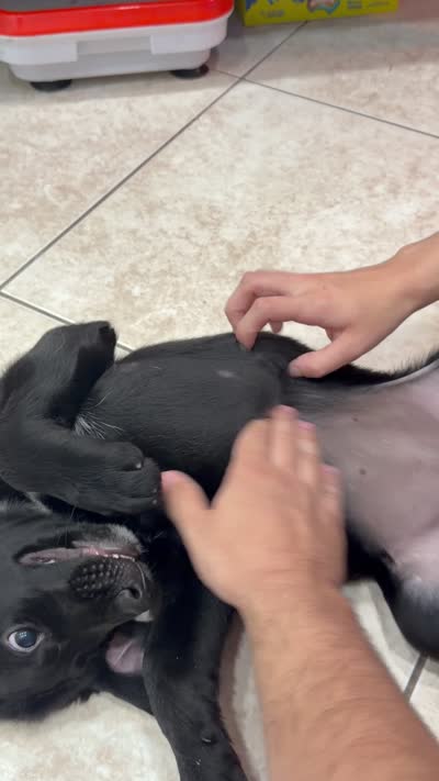 Goldador Puppy Female, a female Goldador for sale in Miami, FL – 6 of 6