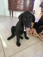 Goldador Puppy Female, a female Goldador for sale in Miami, FL – 7 of 8