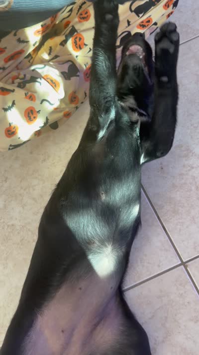 Goldador Puppy Female, a female Goldador for sale in Miami, FL – 8 of 8