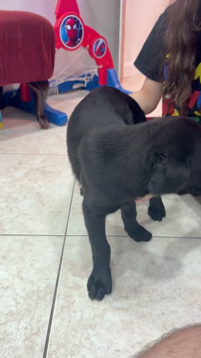 Goldador Puppy Female, a female Goldador for sale in Miami, FL – 6 of 7