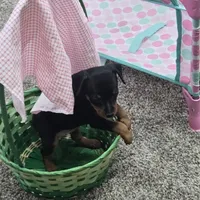 Jax, a male Miniature Pinscher for sale in Grabill, IN – Photo 4 of 5