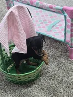 Jax, a male Miniature Pinscher for sale in Grabill, IN – Photo 4 of 5