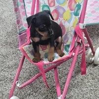 Jax, a male Miniature Pinscher for sale in Grabill, IN – Photo 3 of 5