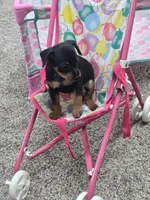 Jax, a male Miniature Pinscher for sale in Grabill, IN – Photo 3 of 5