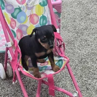 Jax, a male Miniature Pinscher for sale in Grabill, IN – Photo 5 of 5