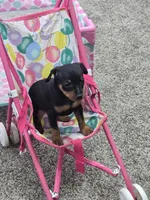 Jax, a male Miniature Pinscher for sale in Grabill, IN – Photo 5 of 5