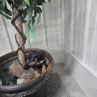 Jax, a male Miniature Pinscher for sale in Grabill, IN – Photo 2 of 5