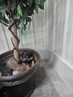 Jax, a male Miniature Pinscher for sale in Grabill, IN – Photo 2 of 5