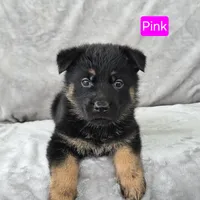 Miss Pink, a female German Shepherd Dog for sale in Sumner, IA – 1 of 3