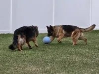 Mazikeen, a female German Shepherd Dog for sale in Sumner, IA – 3 of 3