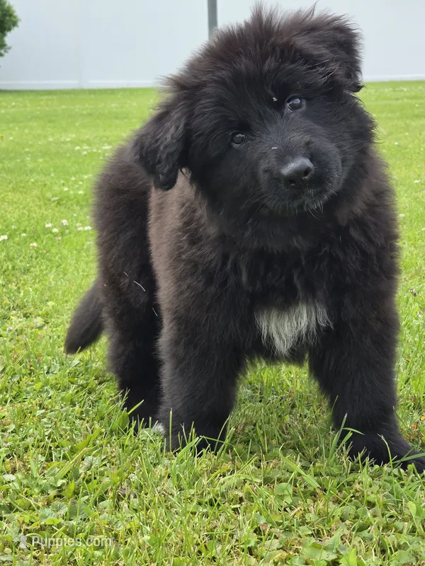 Blue Collar – German Shepherd Dog puppy for sale in Sumner, IA