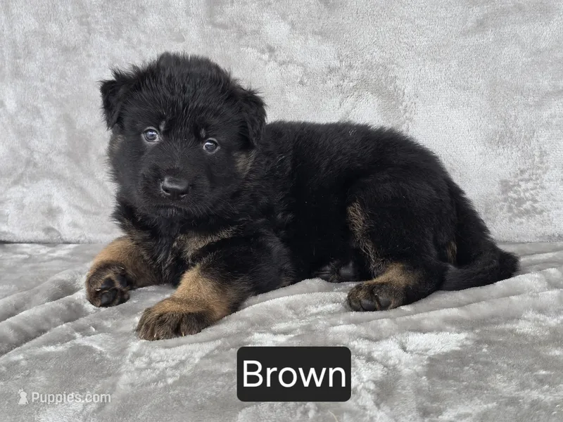 Long Coat Brown Collar – German Shepherd Dog puppy for sale in Sumner, IA